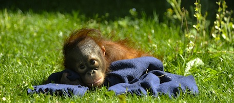 E altri animali