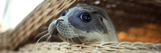 Chi sono i Navy Seals