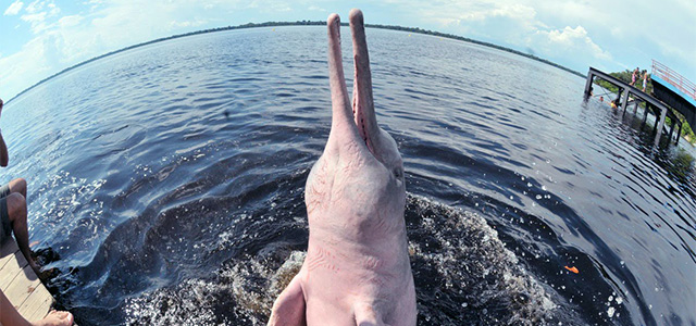 La nuova specie di delfini in Brasile