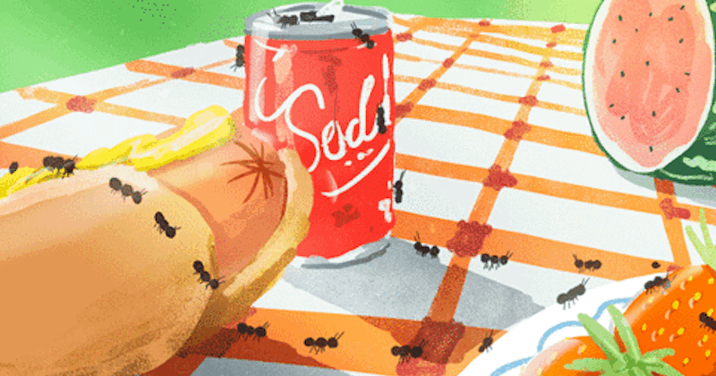 La strada invisibile che seguono le formiche