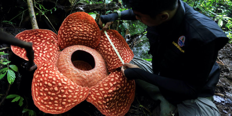 I fiori più grandi del mondo puzzano
