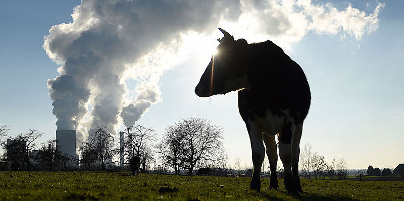 Forse abbiamo capito come ridurre le emissioni inquinanti dei bovini