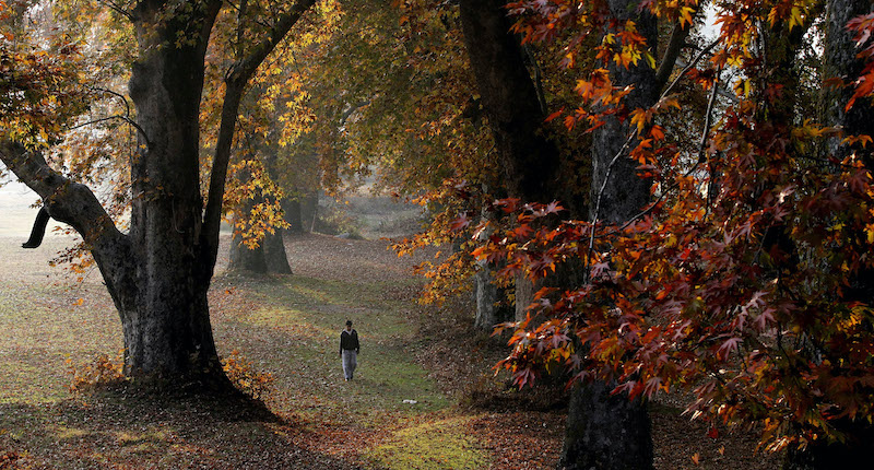 Perché in autunno cadono le foglie