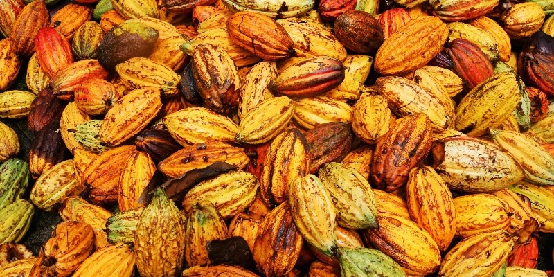 I problemi con la produzione del cacao