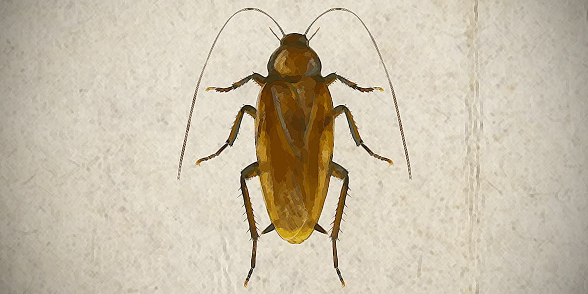 Come gli scarafaggi hanno colonizzato il mondo