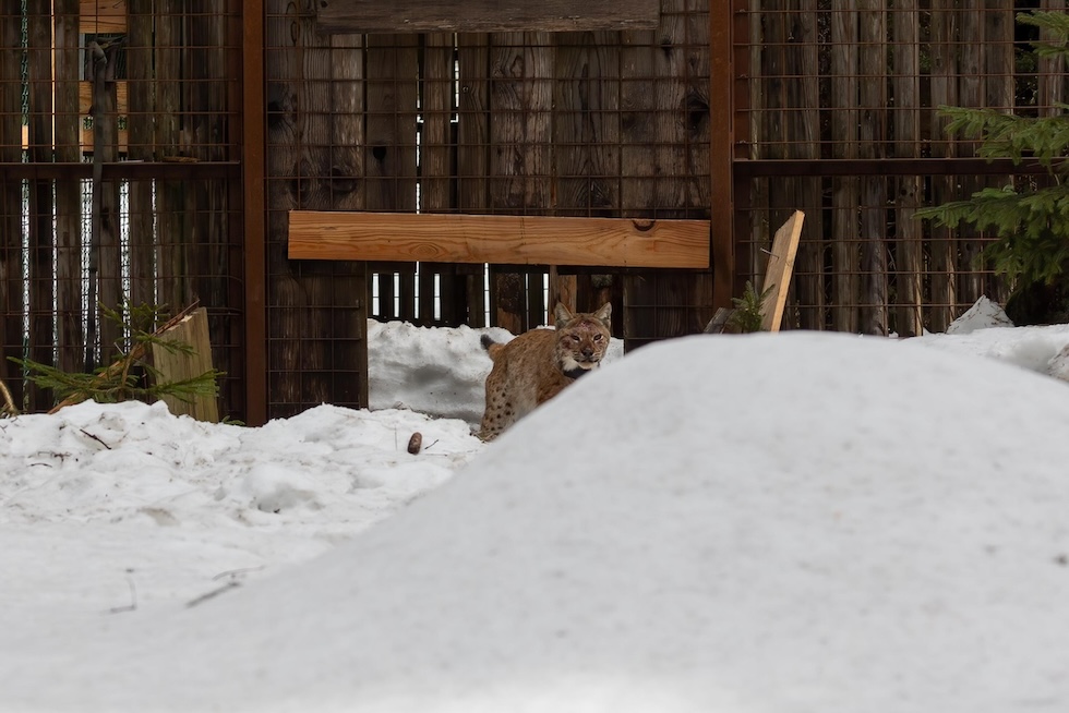 Una lince esce da una recinzione