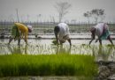 tre donne in abiti tradizionali chine in una risaia allagata