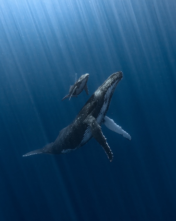 Una megattera e il suo cucciolo appena nato, Polinesia francese. <strong>Underwater Photographer of the Year 2025</strong> e vincitore nella categoria Wide Angle (@Alvaro Herrero/UPY2025)