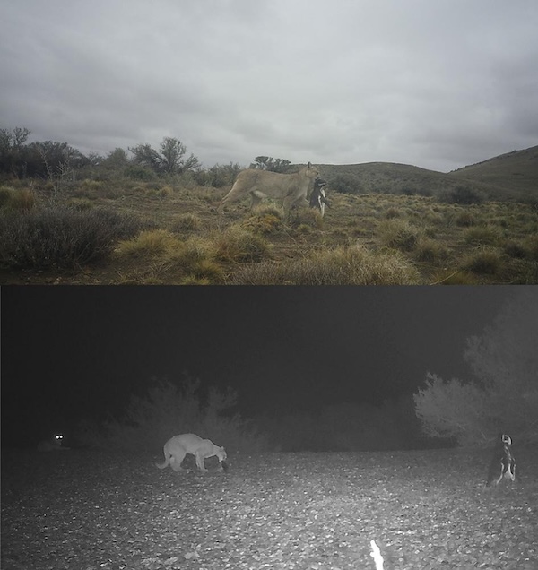 Nella foto di sopra, un puma trasporta attraverso la steppa la carcassa di un pinguino appena predato; nella foto di sotto, un puma divora la carcassa di notte