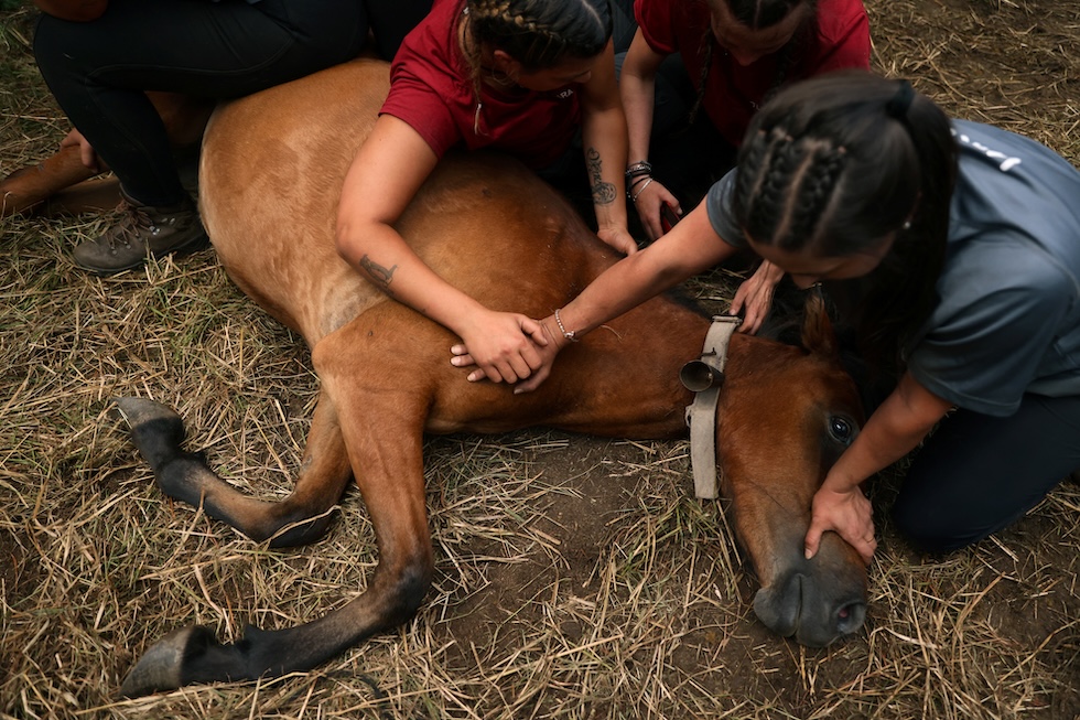 Veronica Rubial Gandara (39) Sara Mourino Esperon (29) e Judit Moraleda Garrido (25) mentre tagliano la criniera di un cavallo durante la "rapa das bestas" a Amil, 16 luglio 2023. Durante la guerra civile spagnola, quando gli uomini venivano mandati a combattere al fronte, le donne assunsero il ruolo di "aloitadores", volontarie che si occupavano dei cavalli all'interno del recinto, e da allora hanno sempre preso parte a questo lavoro. 
