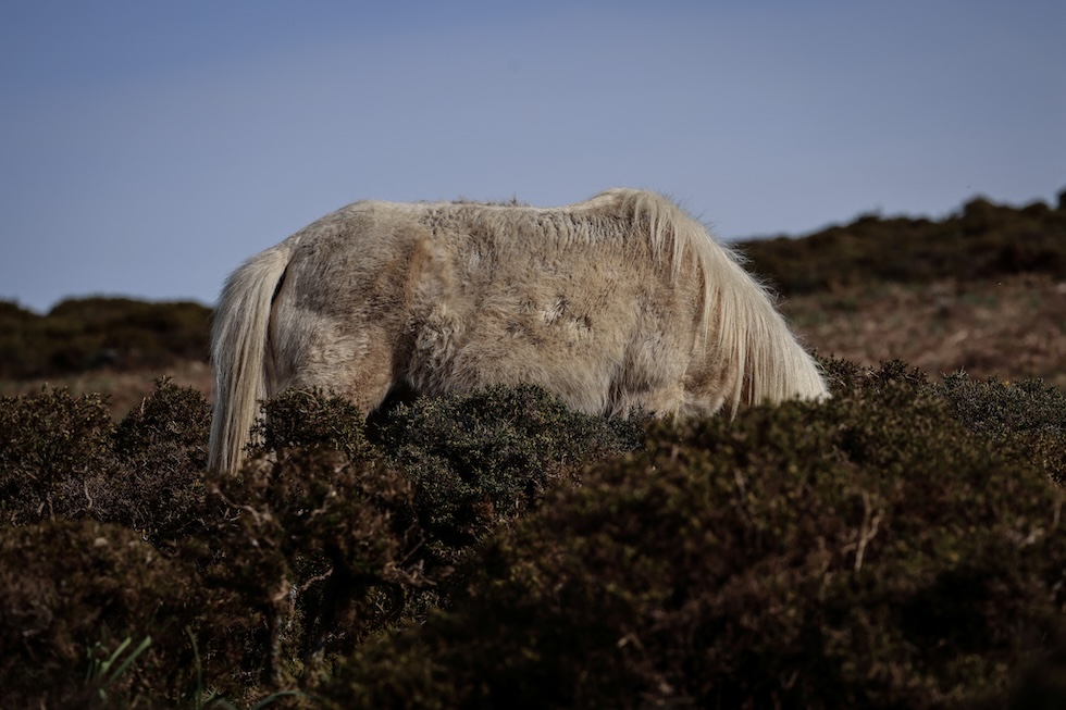 Un cavallo selvatico al pascolo tra le ginestre spinose sulla Serra da Groba, vicino a Baiona, 19 marzo 2024 