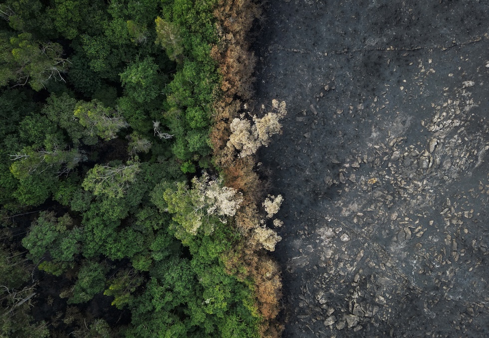 Una foto scattata con un drone che mostra la linea in cui si è fermato un incendio, grazie agli alberi autoctoni, prima di arrivare a San Colmede, 11 settembre 2024 
