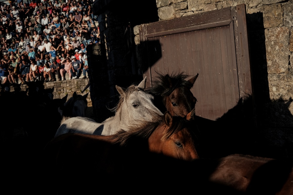 Cavalli selvatici e i loro puledri galoppano di nuovo verso le montagne dopo essere stati sverminati e aver avuto la criniera tosata durante la "rapa das bestas", Sabucedo, 6 luglio 2023 