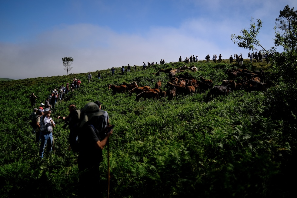 Gente del posto e visitatori aiutano a circondare le mandrie di cavalli selvatici prima di condurli al recinto dove saranno sverminati e tosati durante la "rapa das bestas", Sabucedo, 5 luglio 2024. 