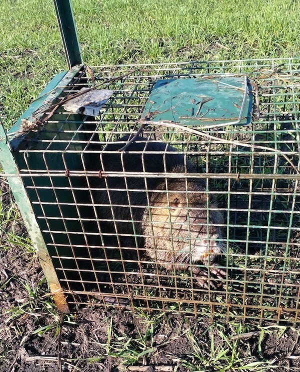 Una nutria in una trappola
