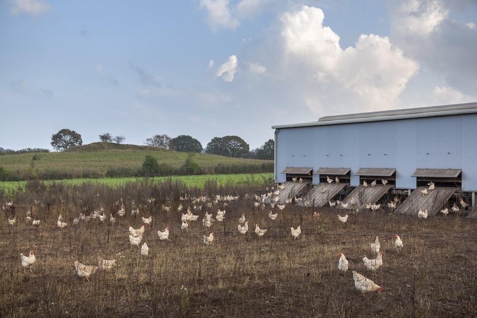 Galline in un campo vicino a un capannone