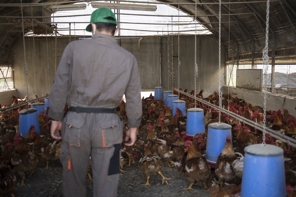 Un piccolo capannone dove un uomo cammina tra le galline