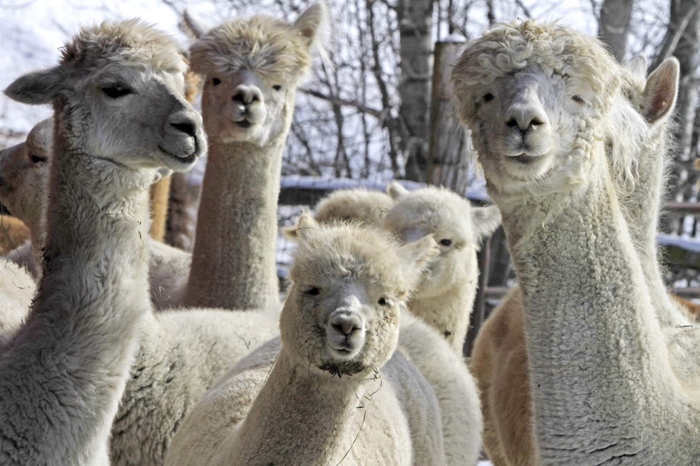 Alcuni alpaca fotografati nel Vermont