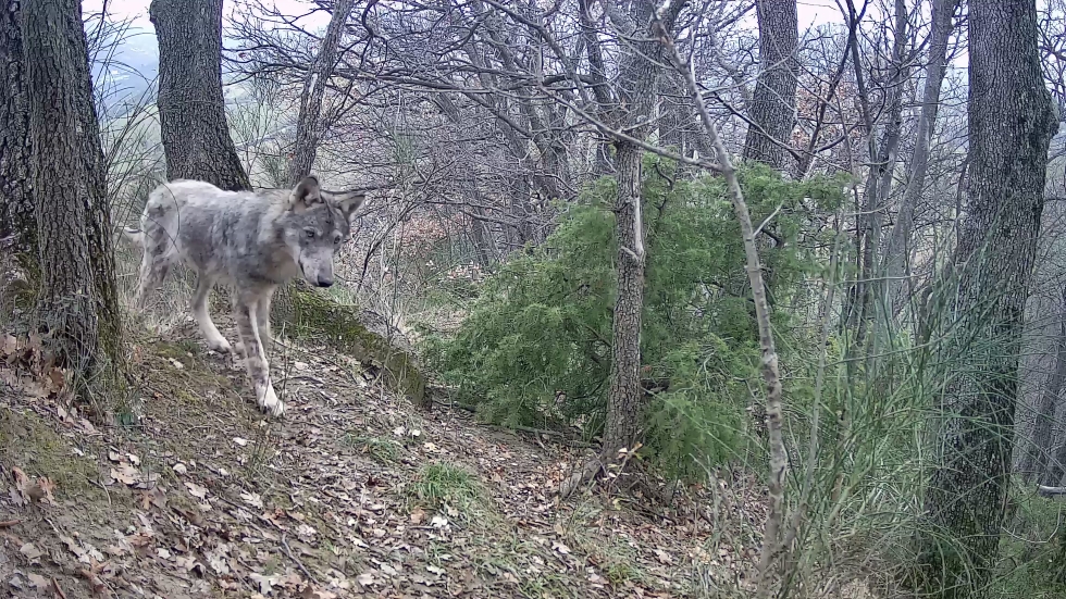 Un lupo selvatico ripreso da una fototrappola (Osvaldo Locasciulli)