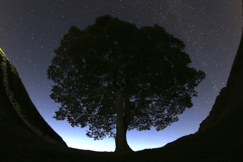 Una foto notturna del profilo dell'albero, in controluce
