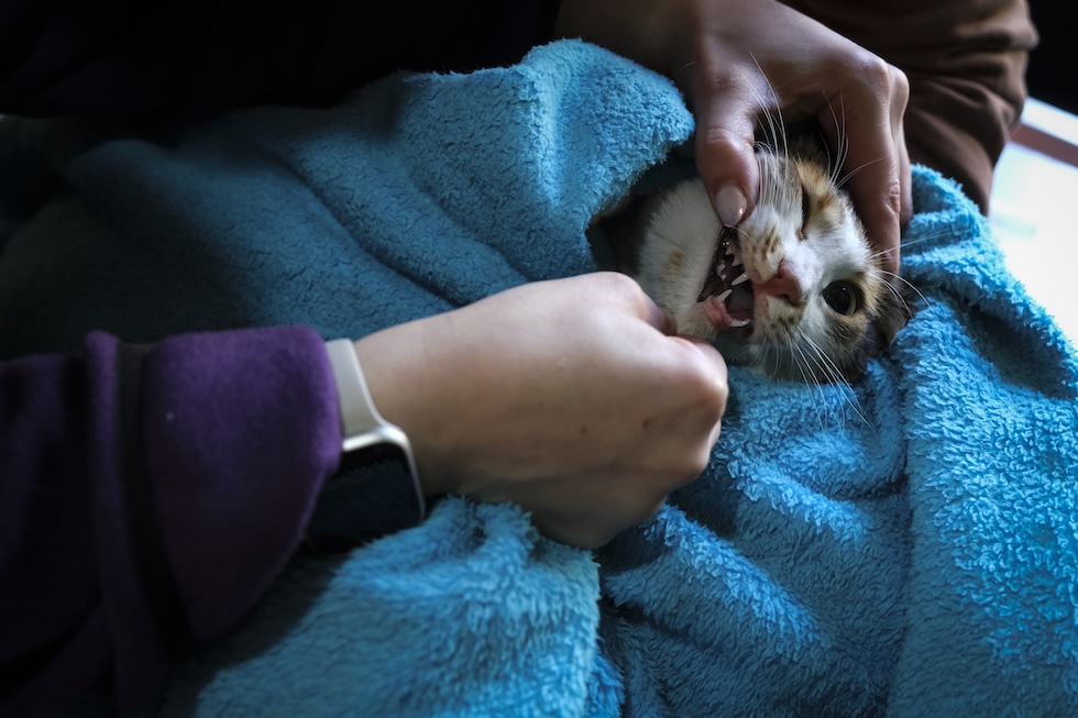 Una veterinaria controlla le gengive e i denti di un gatto