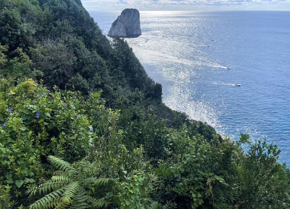 Sullo sfondo uno dei faraglioni di Capri visto dall'isola; in primo piano una pianta di ailanto in mezzo alla vegetazione