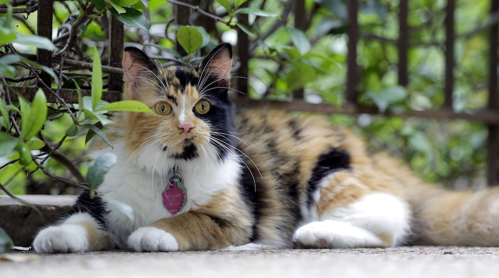 Una gatta distesa sul pavimento di un terrazzo 