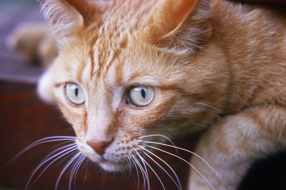 Il primissimo piano di un gatto arancione, affacciato dalla spalliera di una poltrona 