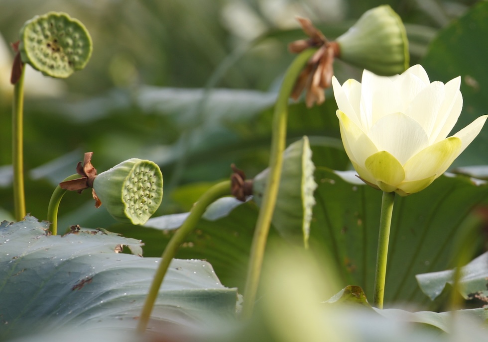 Alcuni fiori di loto in fasi diverse di maturazione