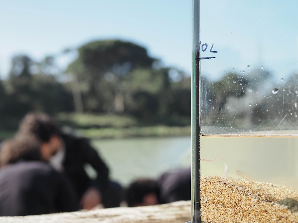 Un'anguilla cieca, quasi invisibile, all'interno di una vasca