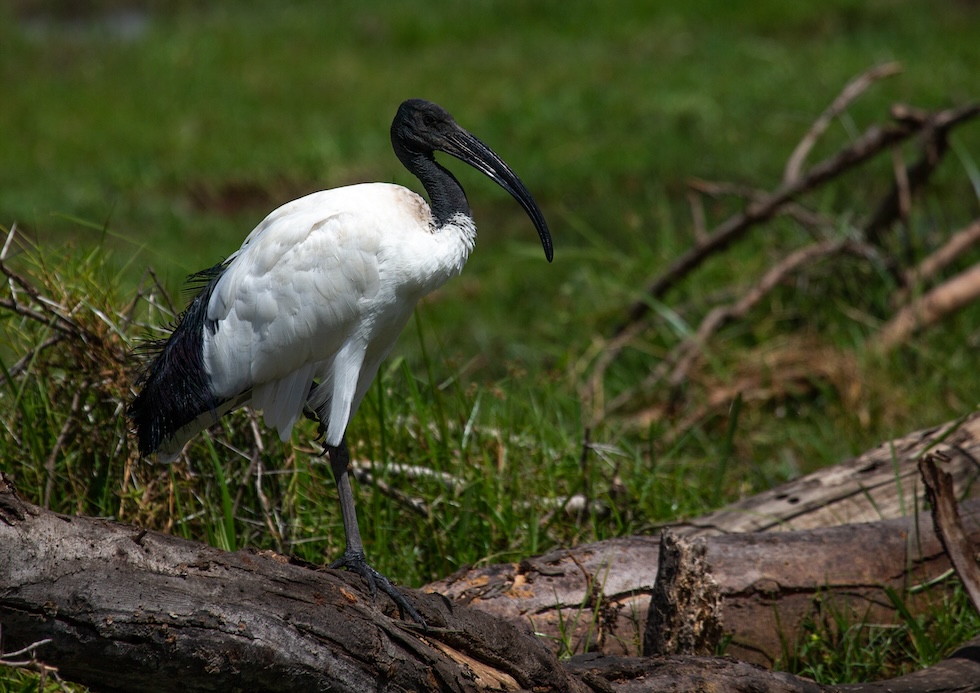 Un ibis sacro