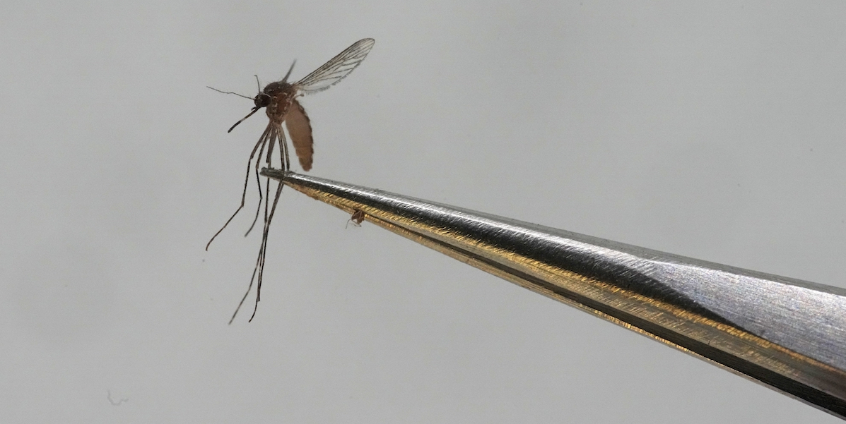 Nell’arcipelago francese di Mayotte la chikungunya, una malattia trasmessa dalle zanzare, è diventata epidemica