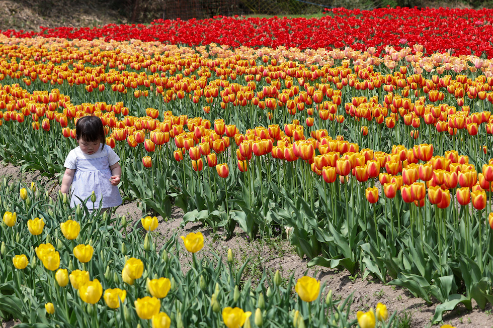 Una bambina cammina in un campo di tulipani a Toyooka, aprile 2025