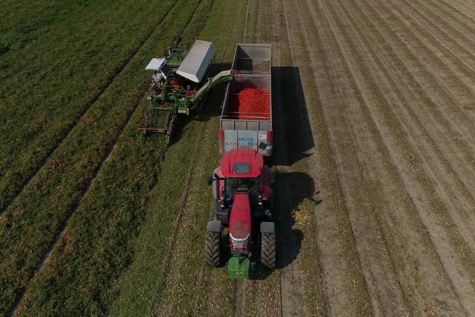 La raccolta dei pomodori destinati alle industrie di sughe e passate 