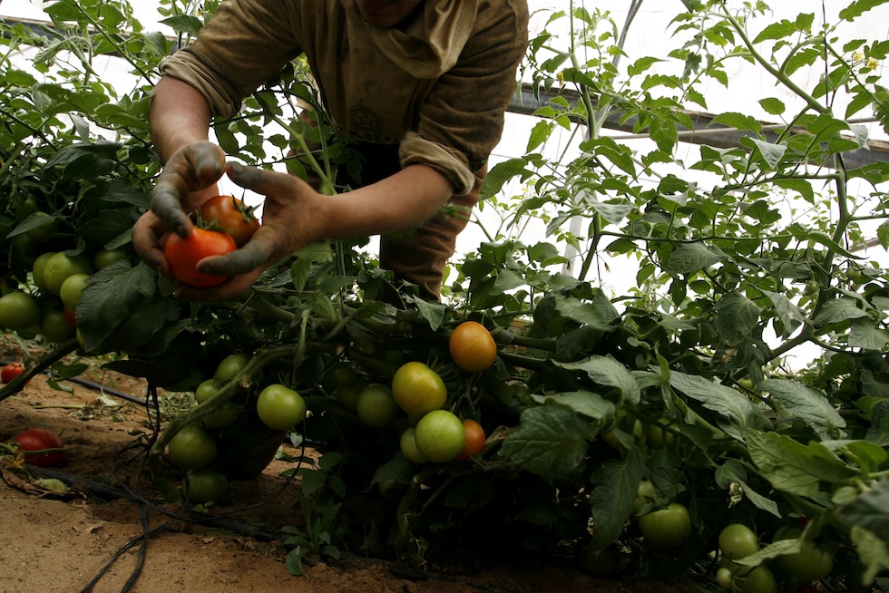 Raccolta dei pomodori 