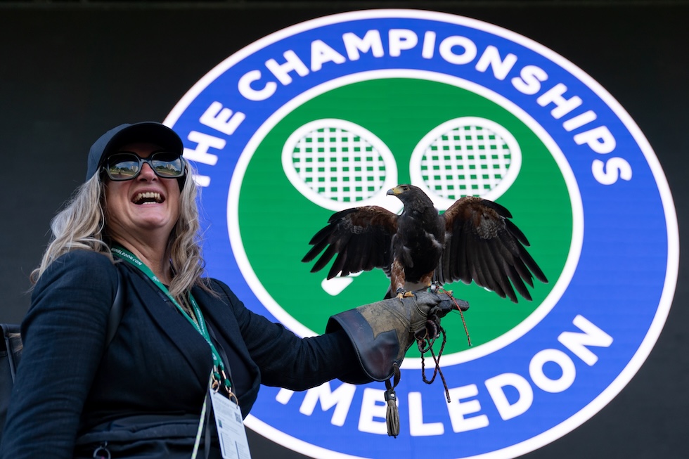 Rufus The Hawk, 1 luglio 2024 (Marleen Fouchier/BSR Agency/Getty Images)