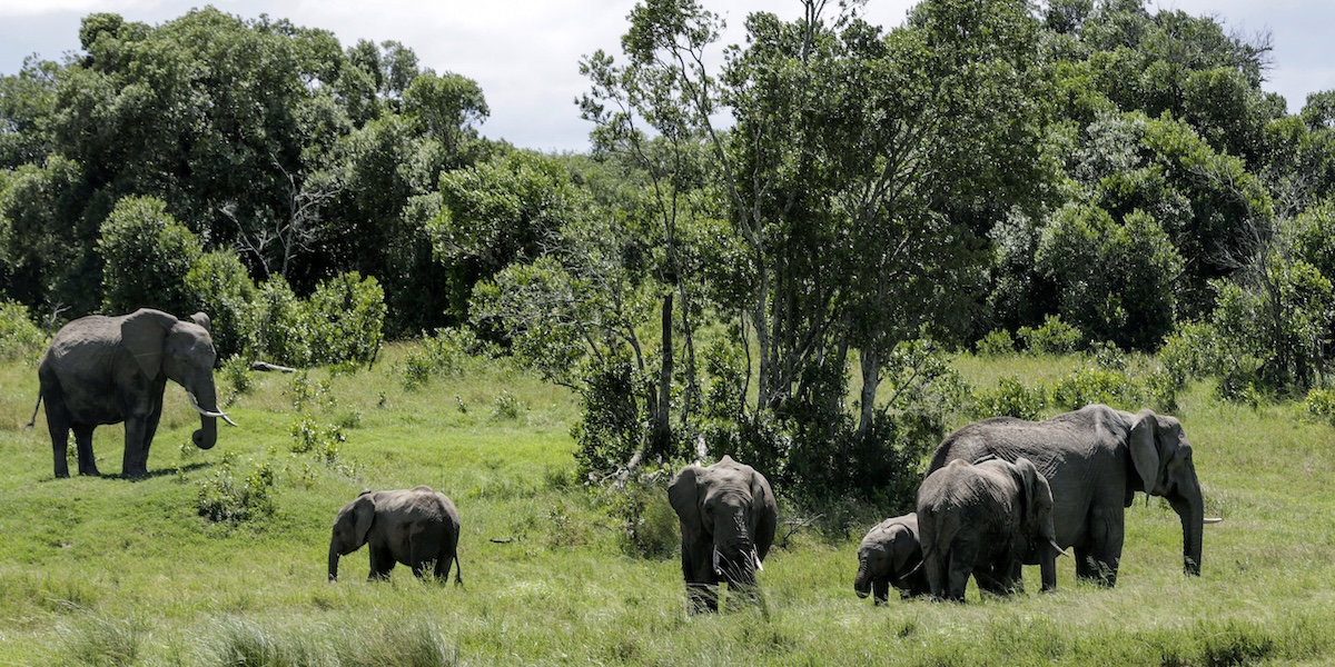 Una turista britannica e una neozelandese sono state uccise da un elefante durante un safari in Zambia