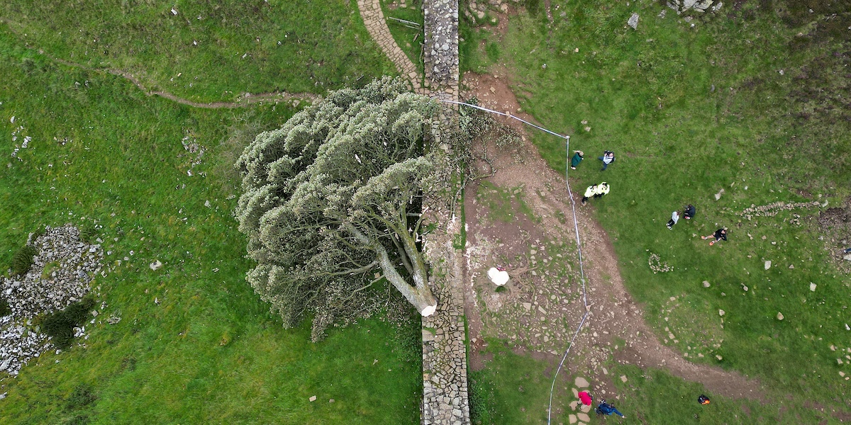 I due uomini che abbatterono “l’albero di Robin Hood” nel Regno Unito sono stati condannati a 4 anni e 3 mesi di carcere