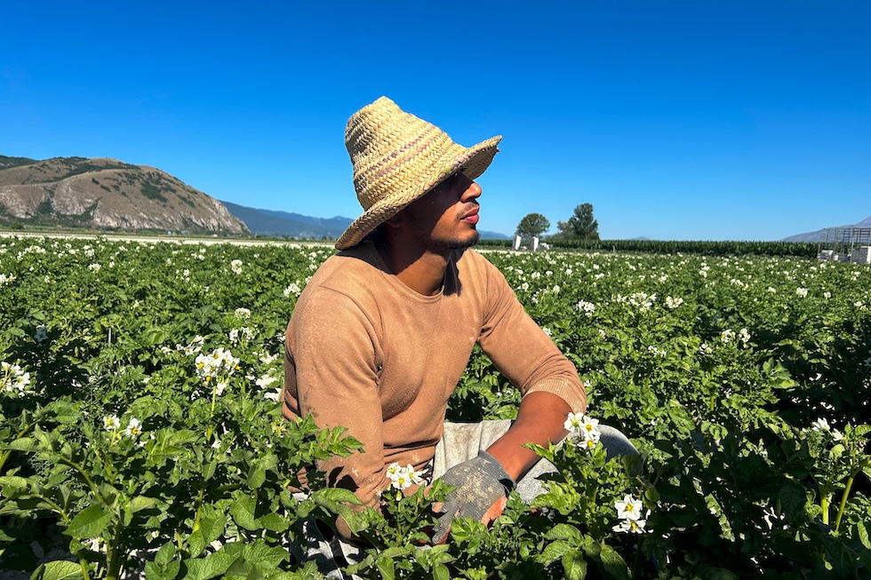 Un lavoratore marocchino in un campo di patate nella piana del Fucino (Angelo Mastrandrea/il Post)