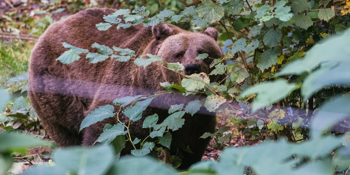Jurka, la mamma di JJ4, nella Foresta Nera, in Germania (Philipp von Ditfurth//dpa)