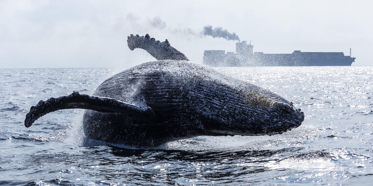 Una megattera salta fuori dall'acqua nella baia di Guanabara, vicino a Rio de Janeiro, Brasile
(EPA/ANDRE COELHO/Ansa)