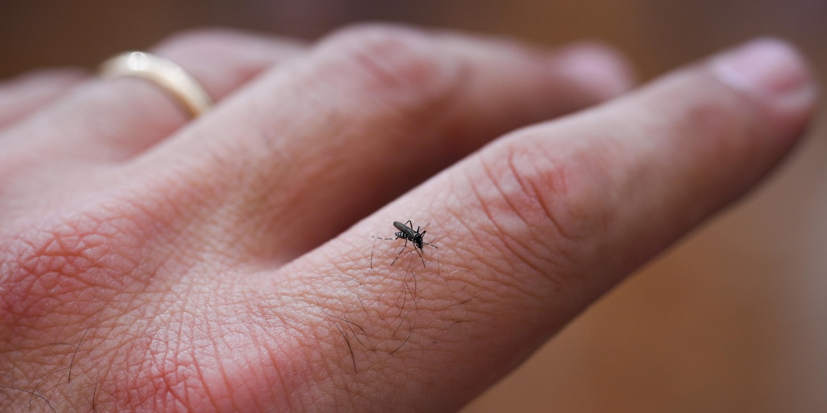 Altre due persone sono morte nel Lazio per la febbre West Nile, trasmessa dalle zanzare