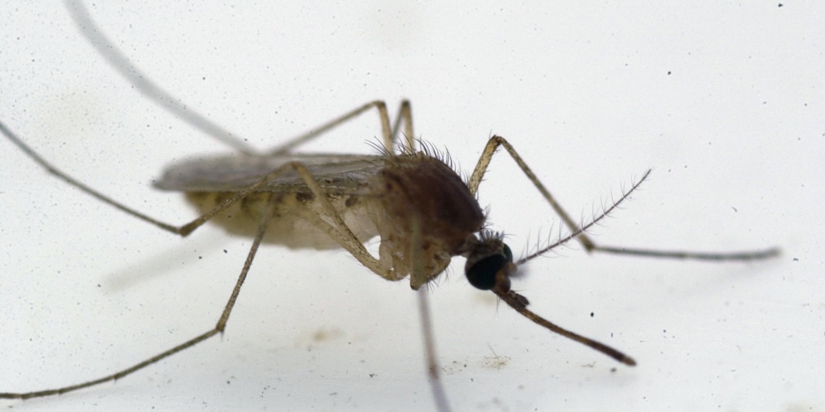Sono state imposte limitazioni sulla donazione di sangue per chi è stato in 31 province a rischio di diffusione della febbre West Nile
