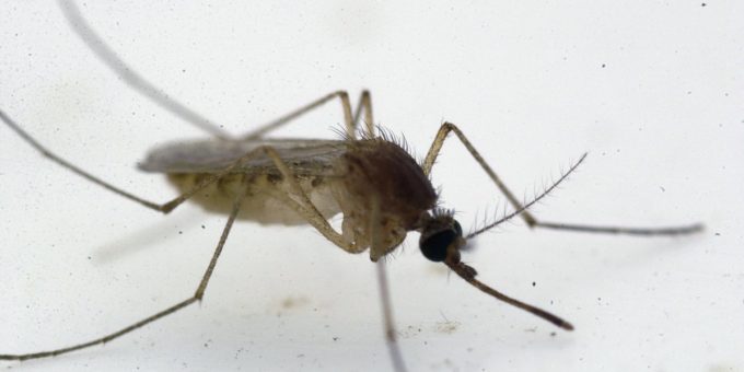 Sono state imposte limitazioni sulla donazione di sangue per chi è stato in 31 province a rischio di diffusione della febbre del West Nile