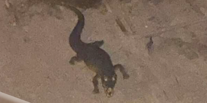 Il coccodrillo che si pensava stesse girando per Ladispoli era un giocattolo