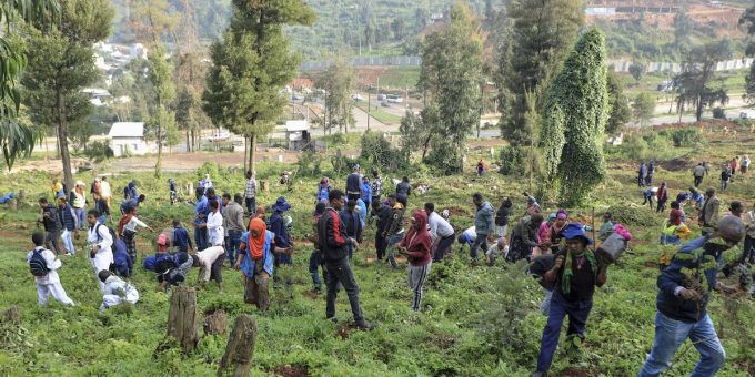 L’Etiopia sta provando a piantare 700 milioni di alberi in un giorno
