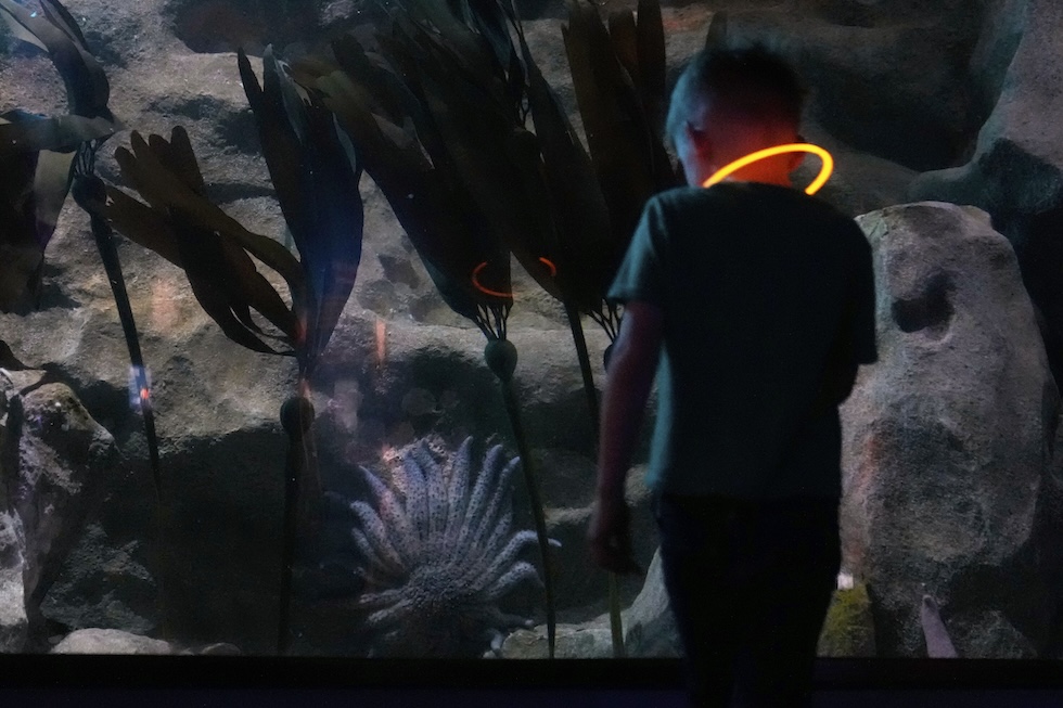 Un ragazzino osserva una stella marina girasole adulta in una vasca della California Academy of Sciences'