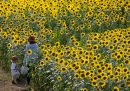 Una donna e una bambina in un campo di girasoli.