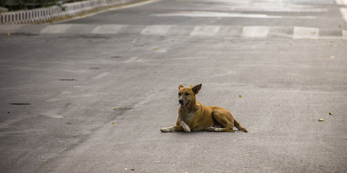 Dopo molte proteste la Corte suprema indiana ha cambiato idea sull’ordine di mettere in canile migliaia di cani randagi a Nuova Delhi