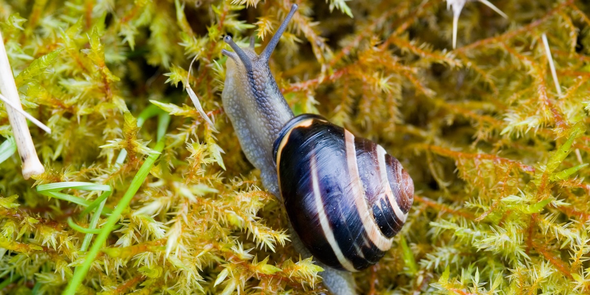 Le ricerche di una compagna per una lumaca molto rara, in Nuova Zelanda